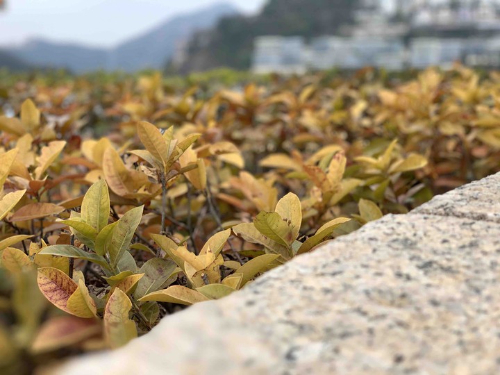 leaves