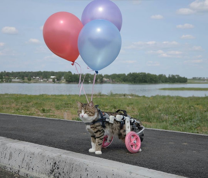 cat