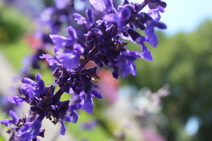 flower lila