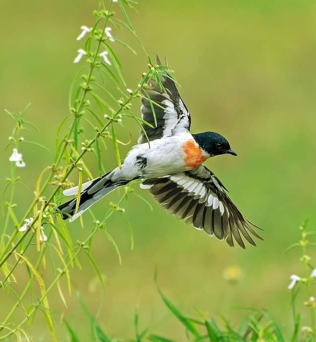 Flying happy