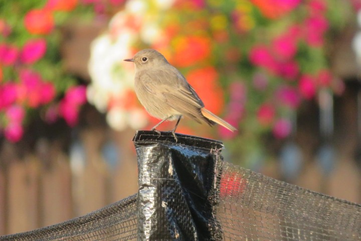 Pretty  Bird 