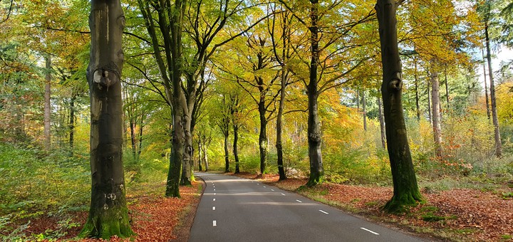 fall road