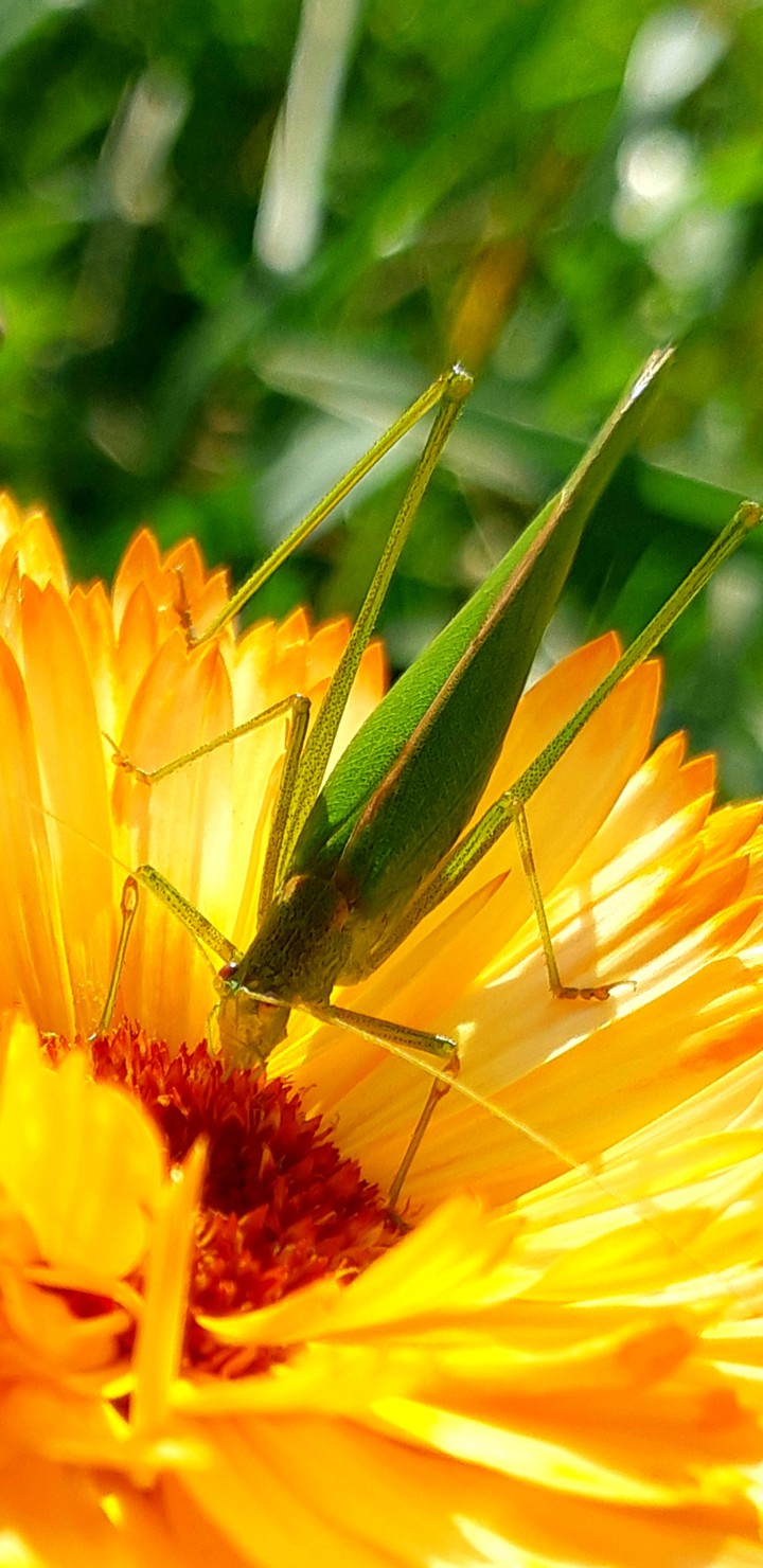 natura.....