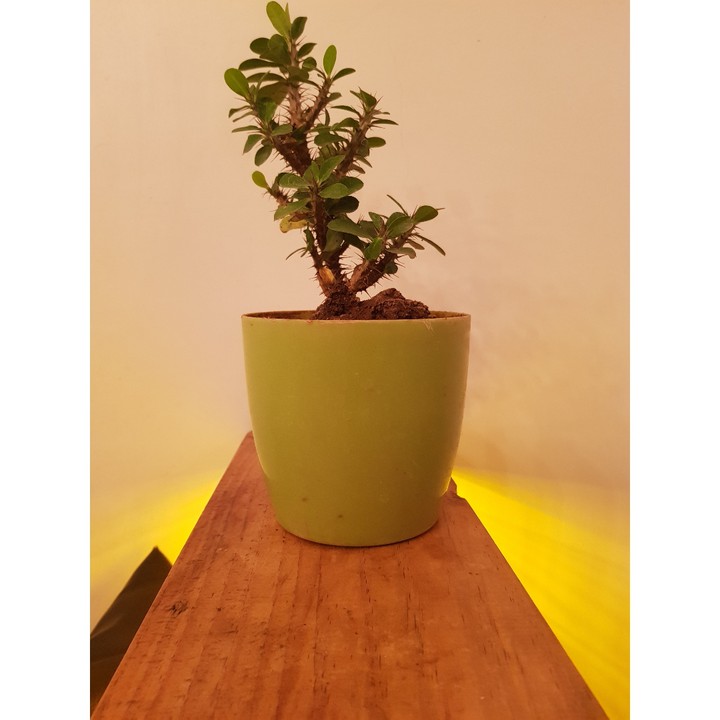 Indoor Plant