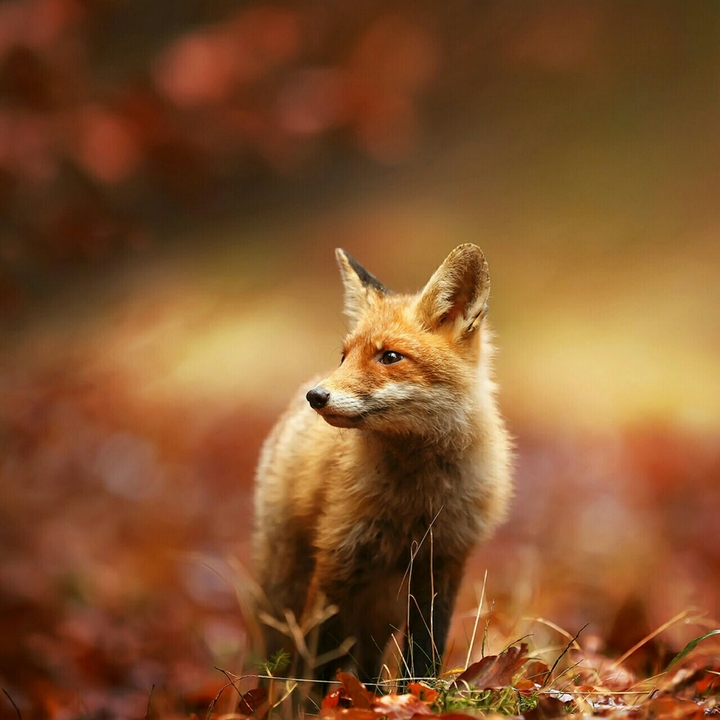 red fox