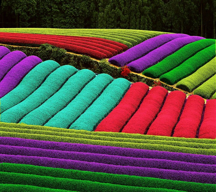Color tea farm