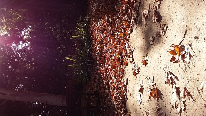 Burning leaves