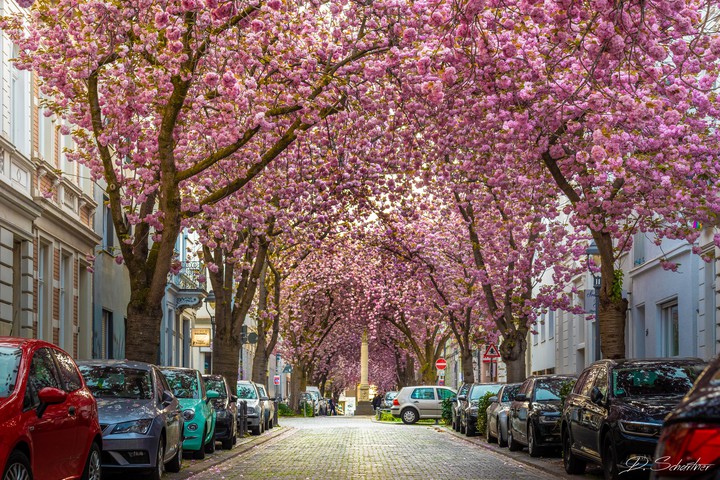 cherry blossom