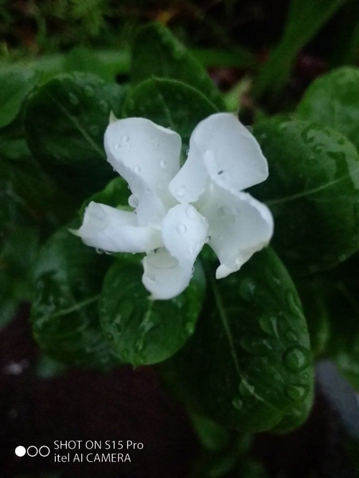 flower
