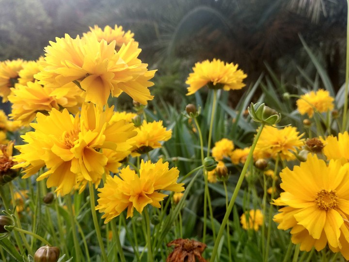 flowers