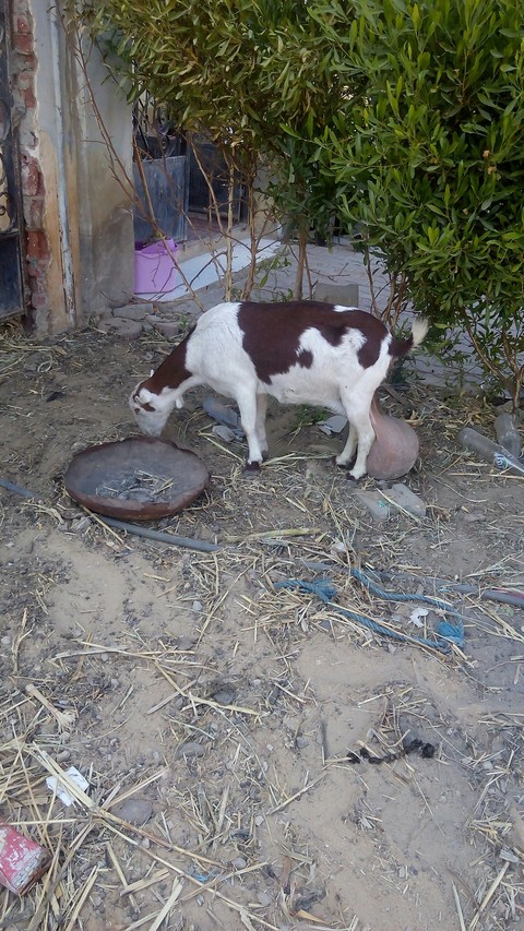 over milk
