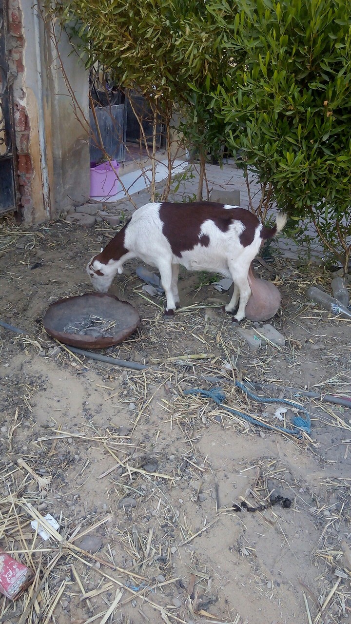 over milk