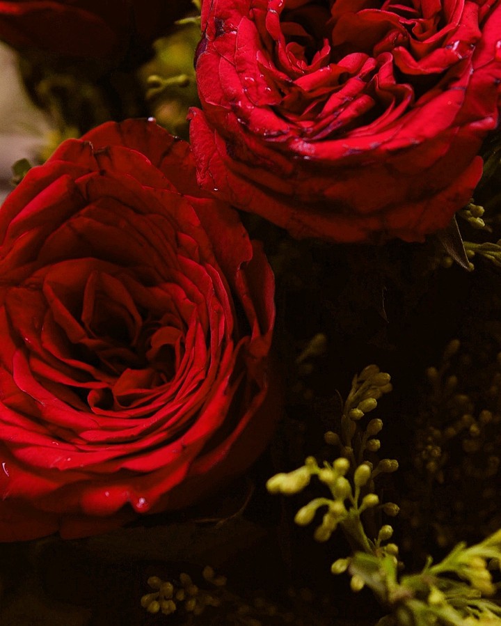 Roses