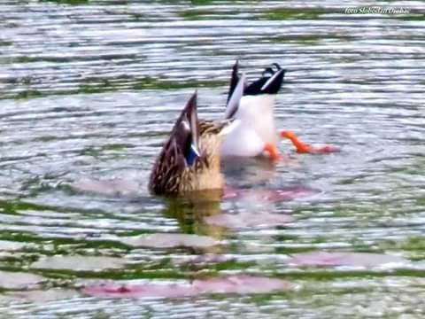 ducks