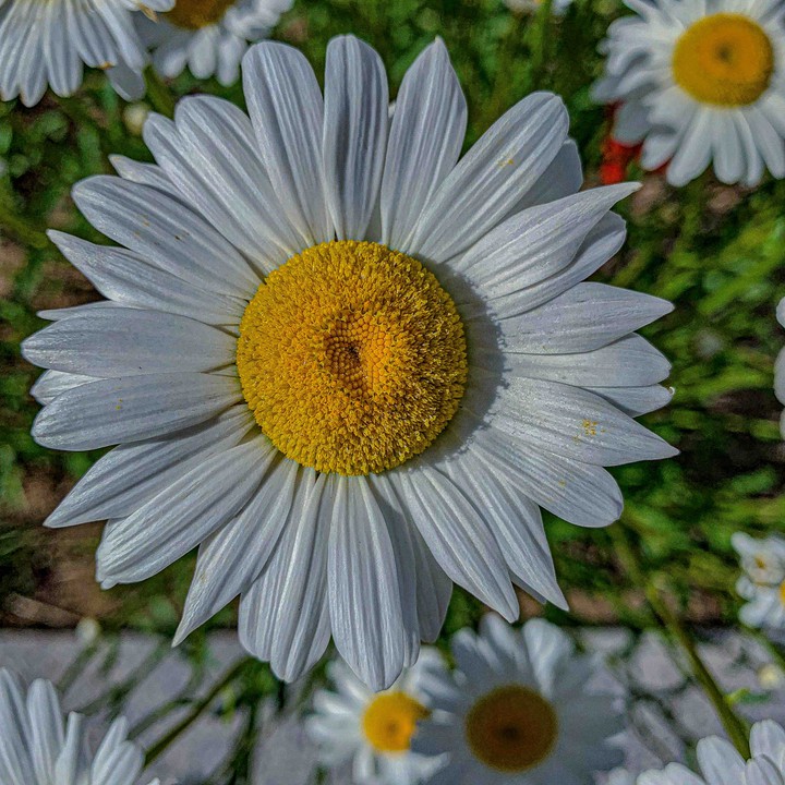 egg flower