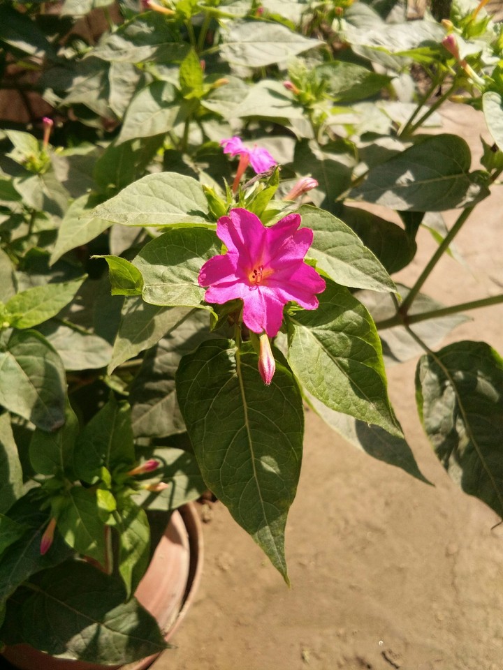 Flower