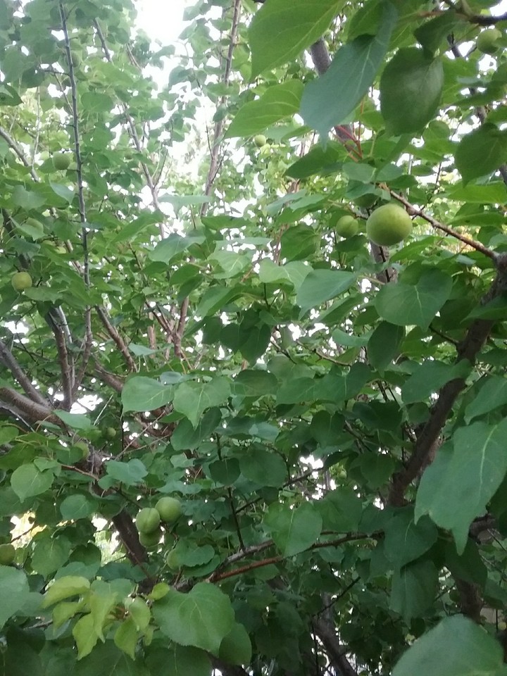 green apricot 2