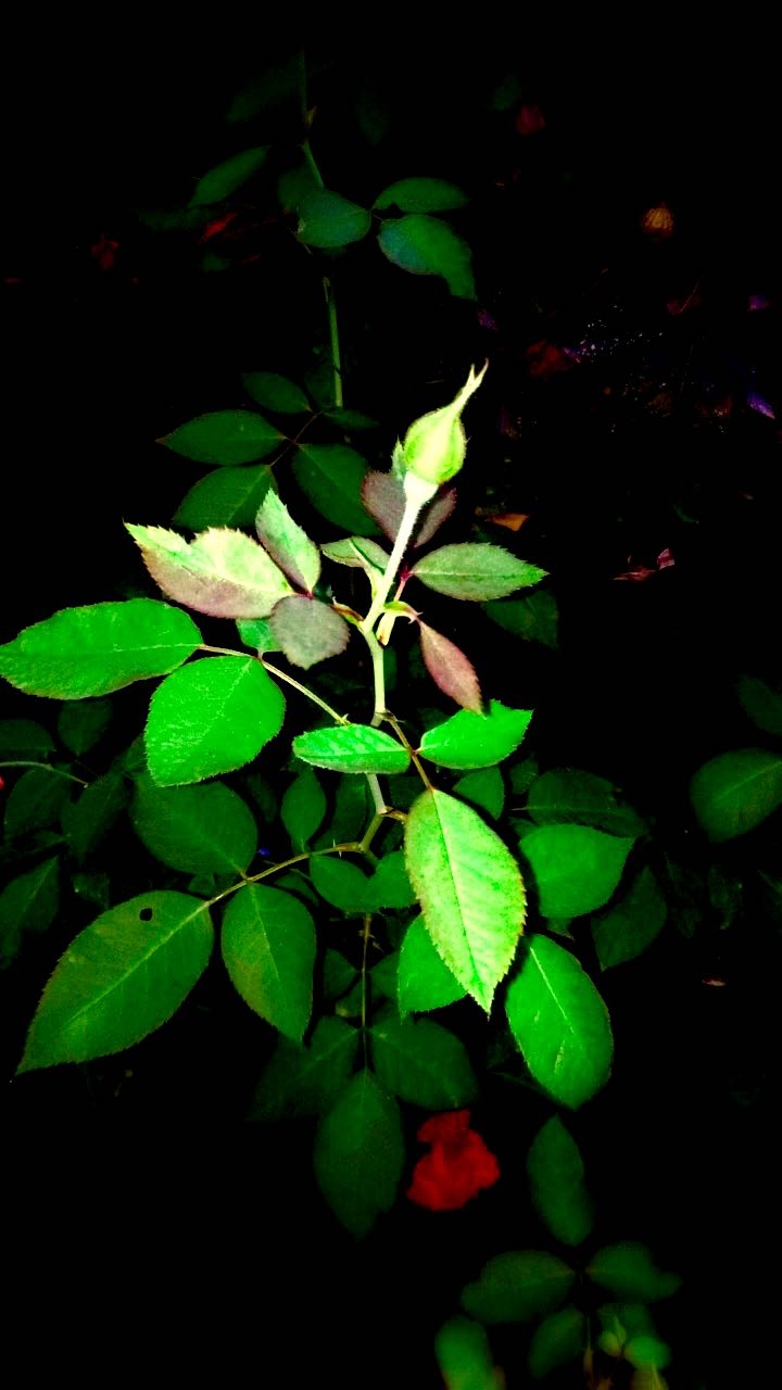 Leaves. Of.  My.  Rose