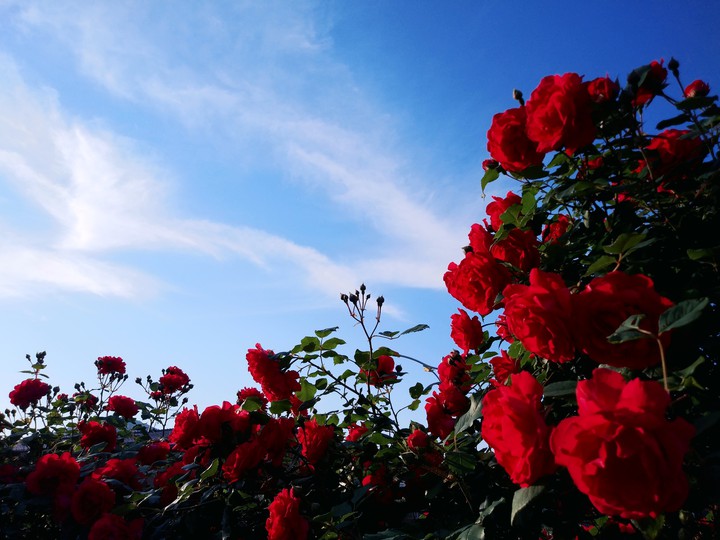 rose and sky
