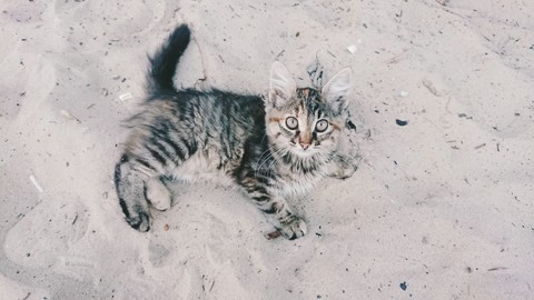 Котик на пляже