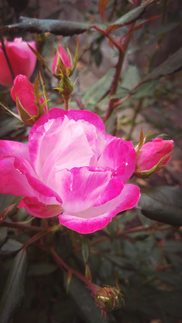 Rose pink