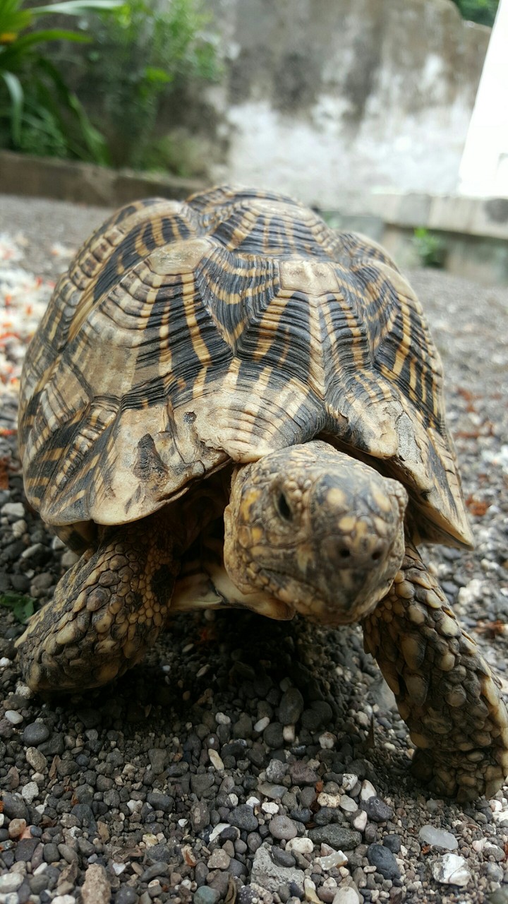 tortoise.