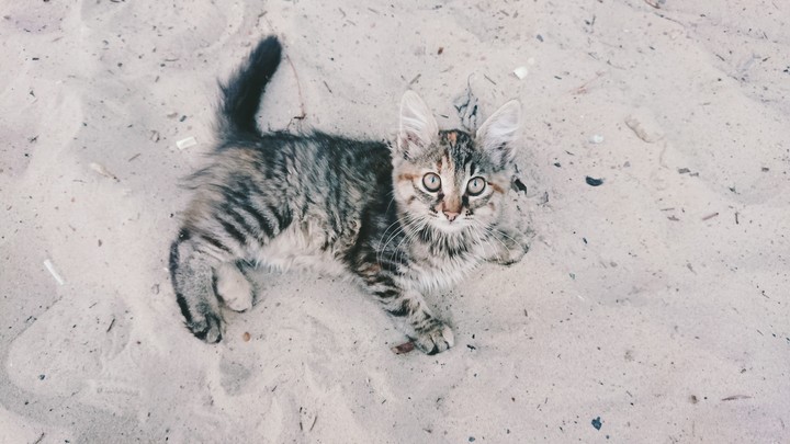 Котик на пляже