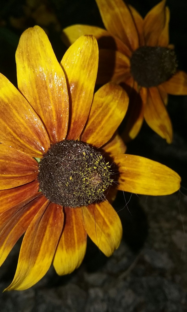Black Eyed Susan
