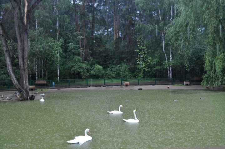 zoo