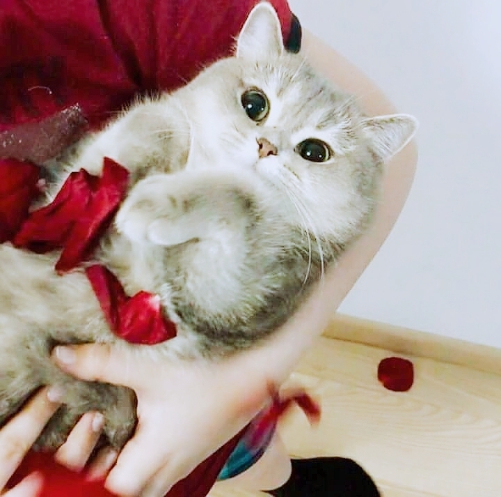 CAT_sama