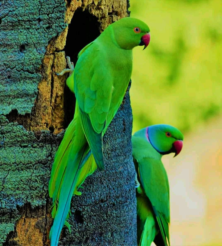 Birds