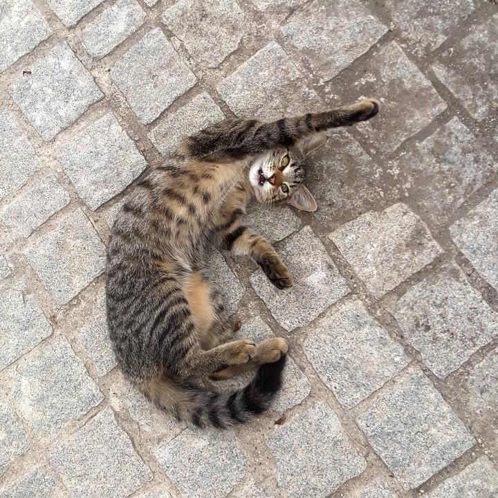 Zoe
