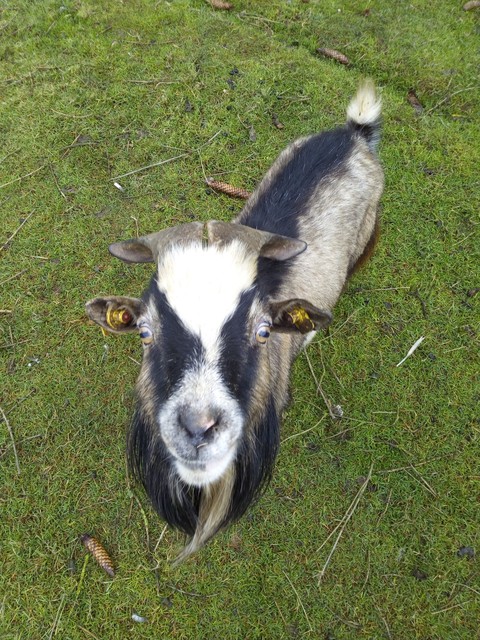 grass, goats壁纸