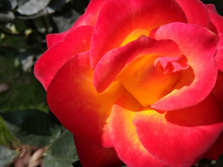 Rose