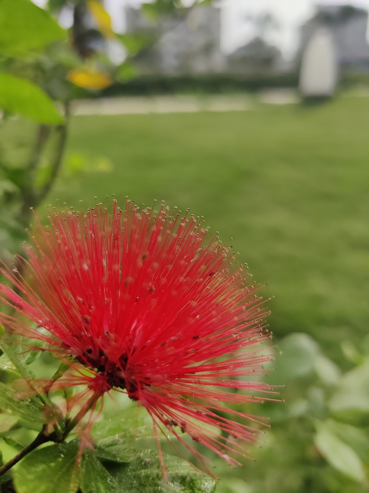 Lovely red calliandra