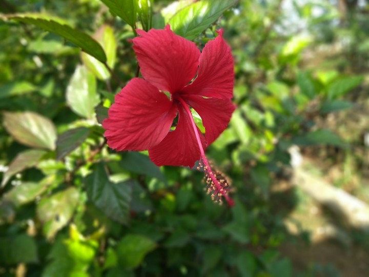 Hibiscus