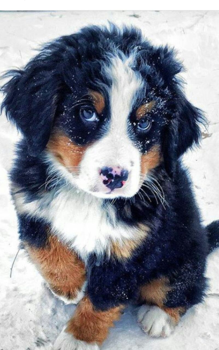 Puppy
