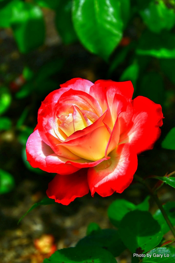 rose