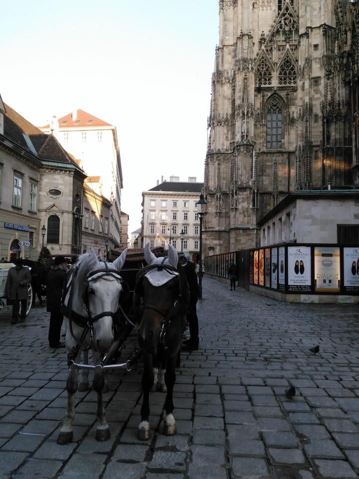horse's