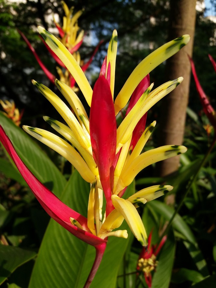 flower
