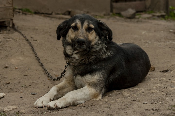 дворовий пес