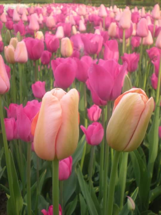 Tulip