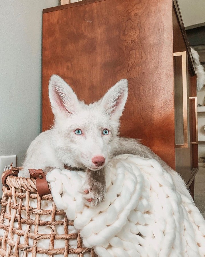 domestic fox