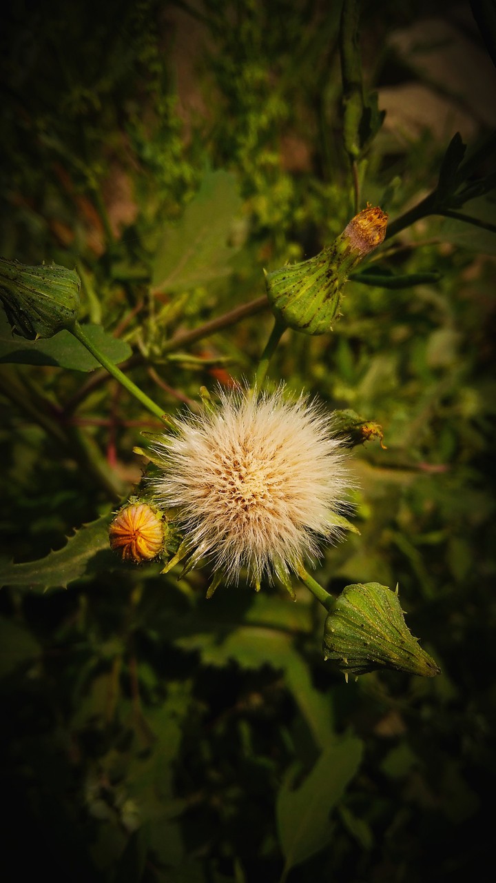 White flower