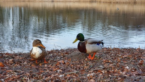 waterfowl, ducks háttérképek