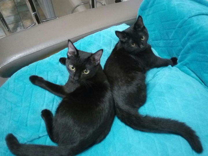 alice & lucy