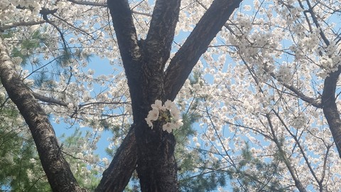 tapety flower, deciduous