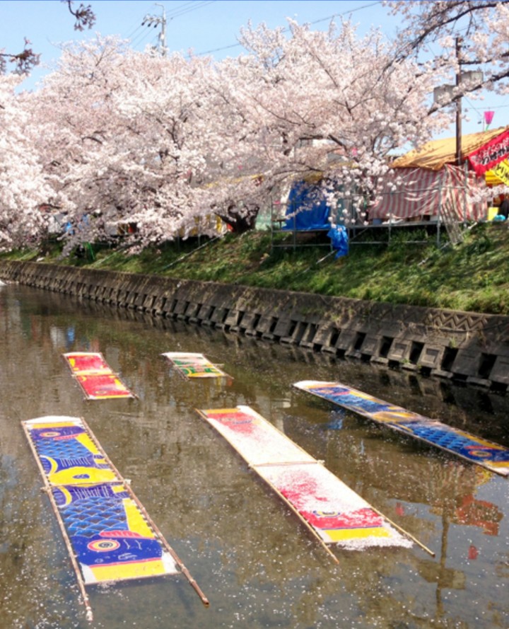 sakura & swimming carp