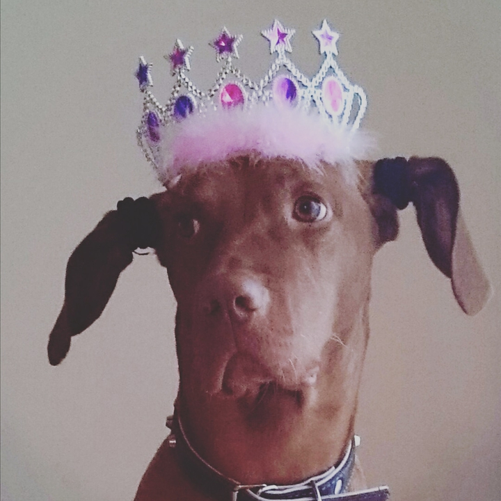 dog with crown