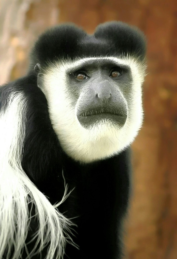 Macaco Colobus Monkey